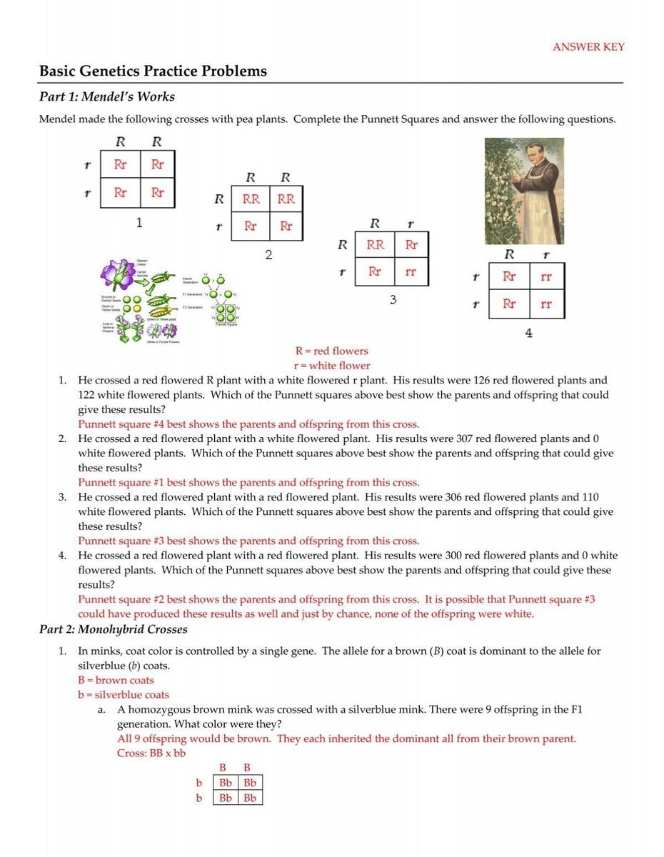 Basic Genetics Practice Problems
