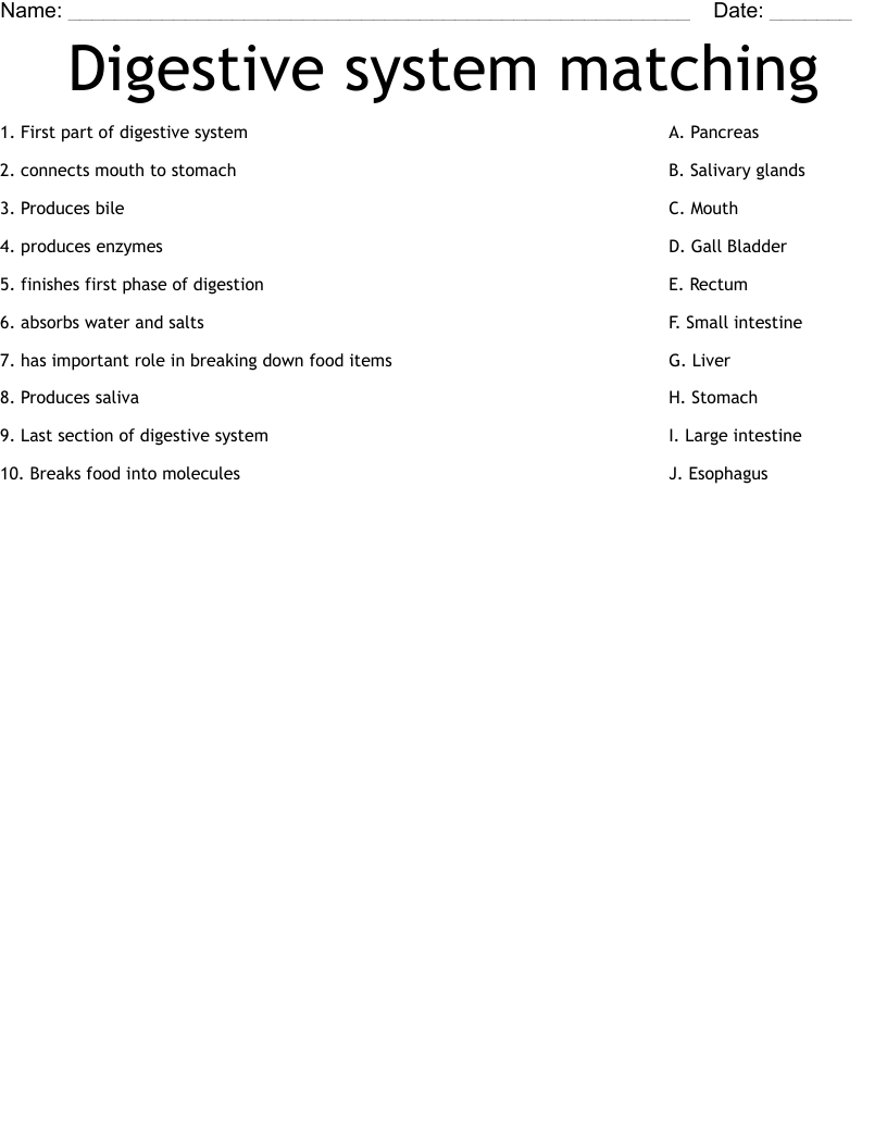Digestive System Matching Worksheet WordMint Digestive System Matching Worksheet WordMint