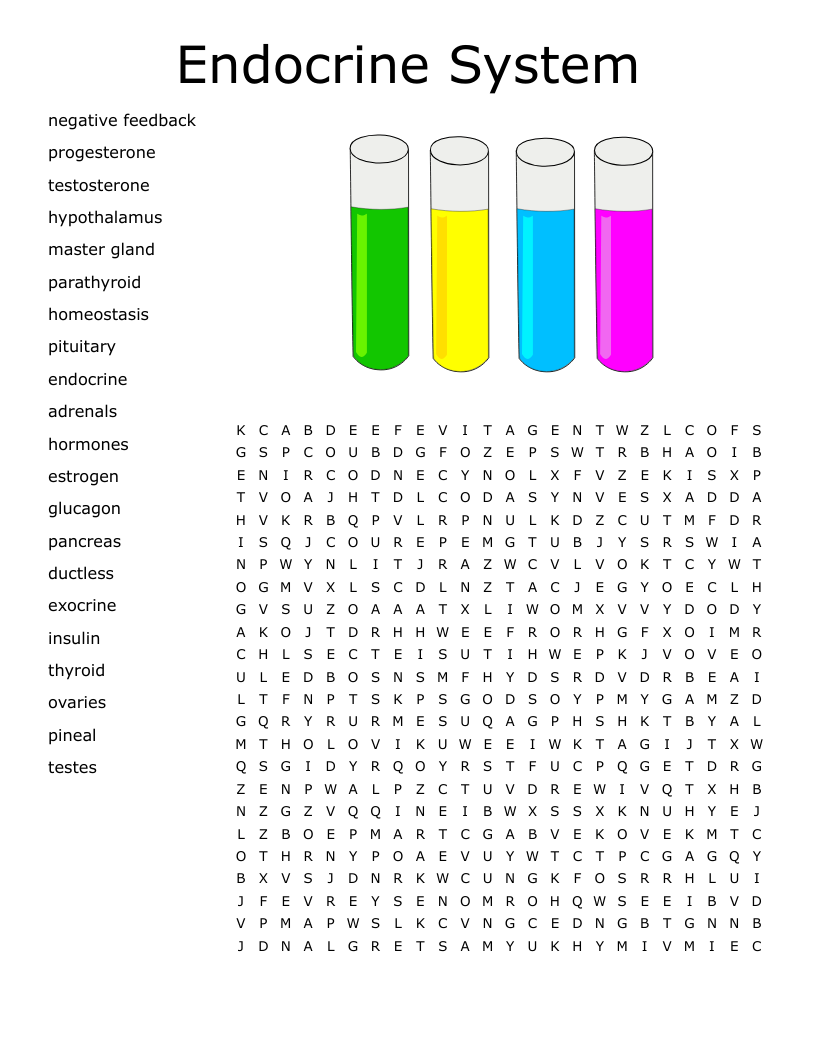 Endocrine System Word Search WordMint