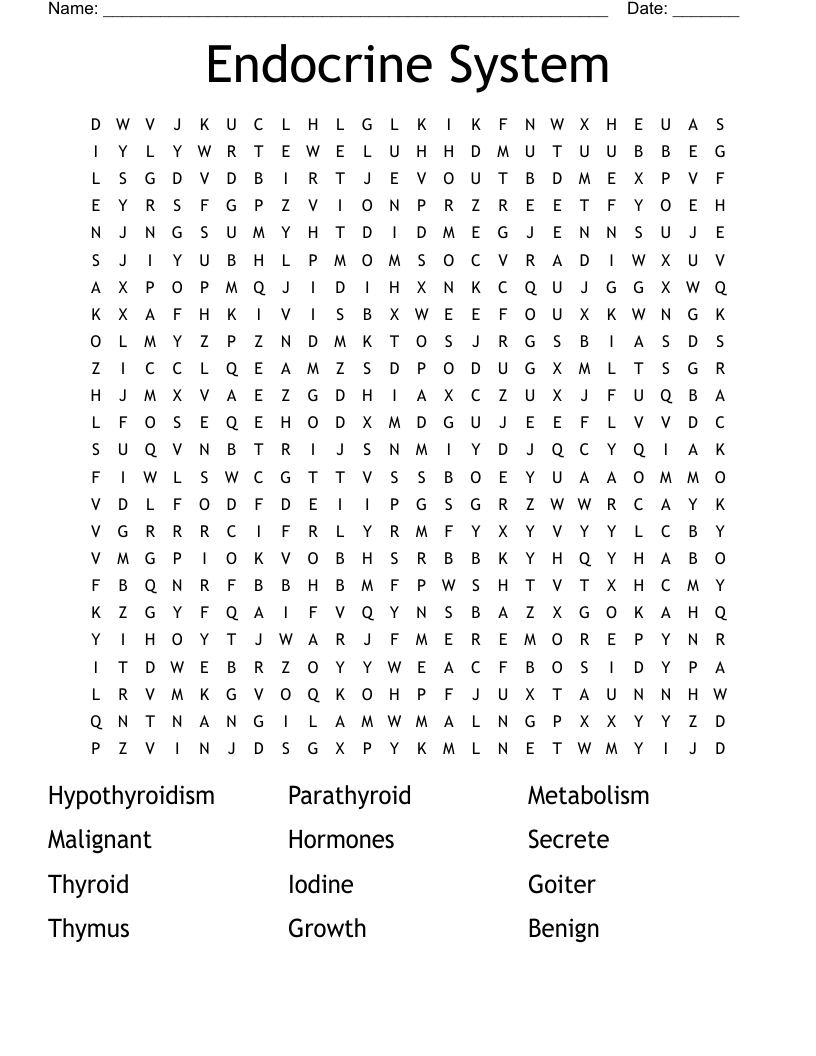 Endocrine System Word Search WordMint