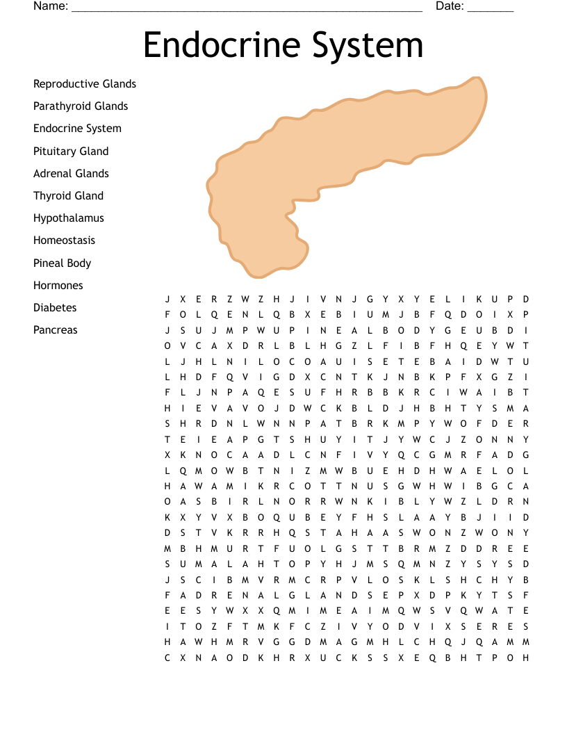 Endocrine System Word Search WordMint