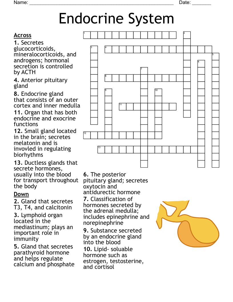 Endocrine System Word Search WordMint