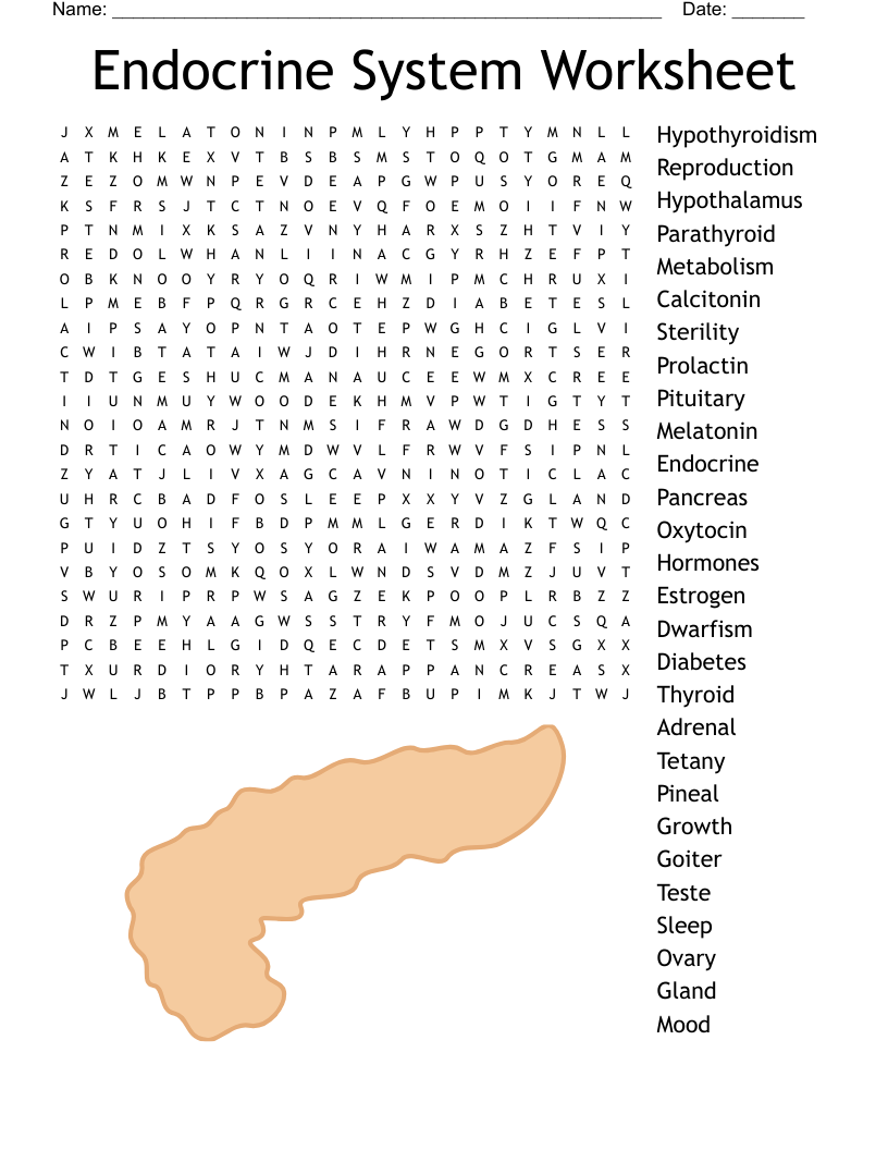 Endocrine System Word Search WordMint