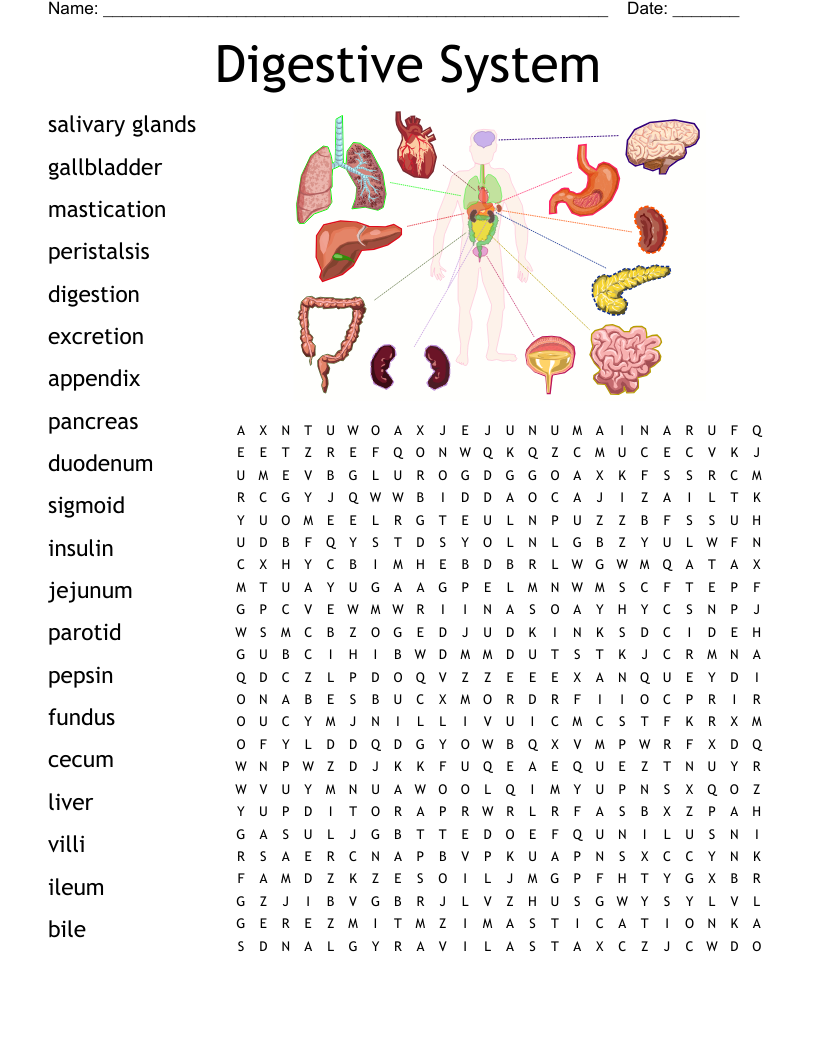Food And Digestion Homework Crossword WordMint Food And Digestion Homework Crossword WordMint