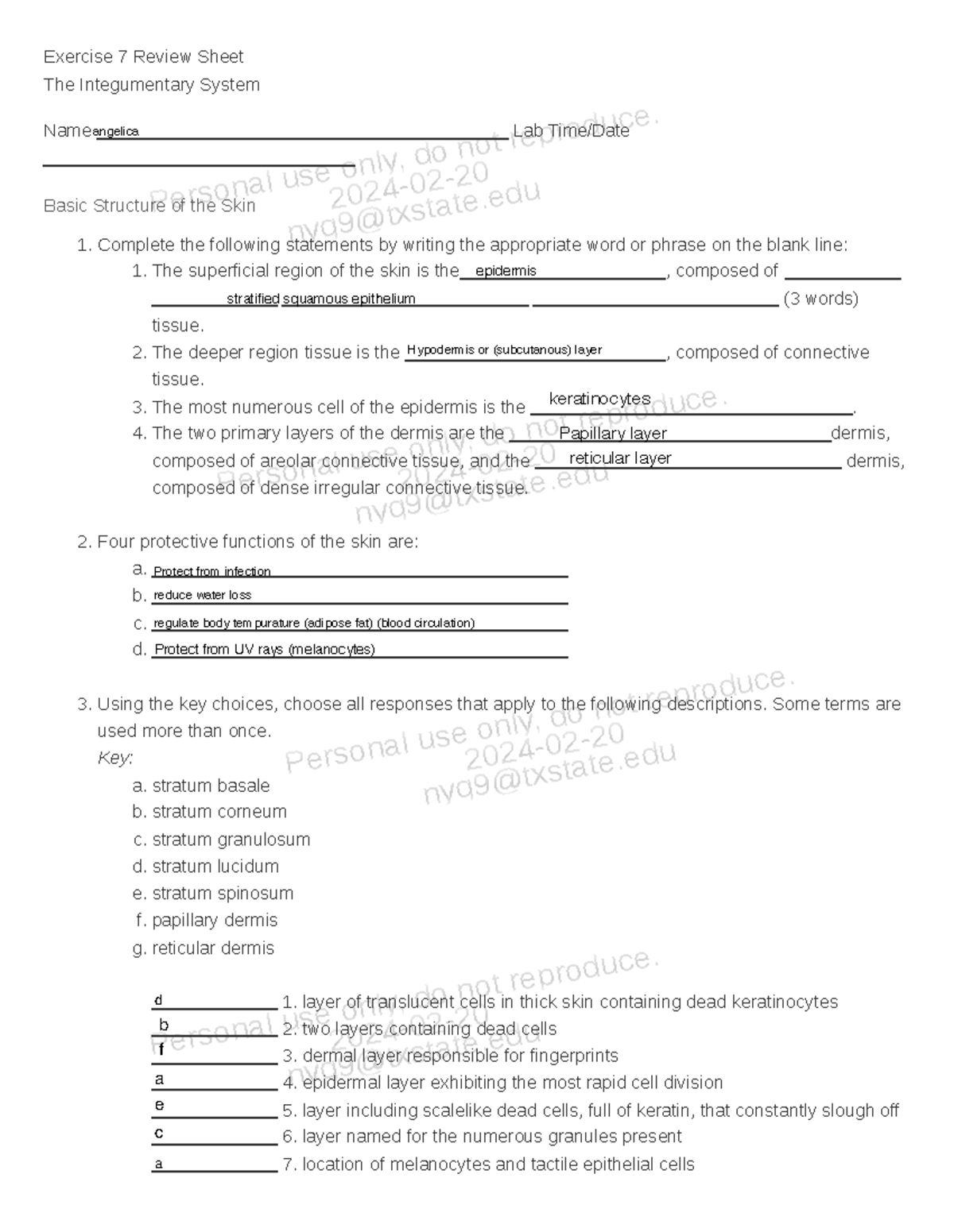 Integumentary System Exercise 7 Review Sheet Key Concepts And Functions Studocu Integumentary System Exercise 7 Review Sheet Key Concepts And Functions Studocu