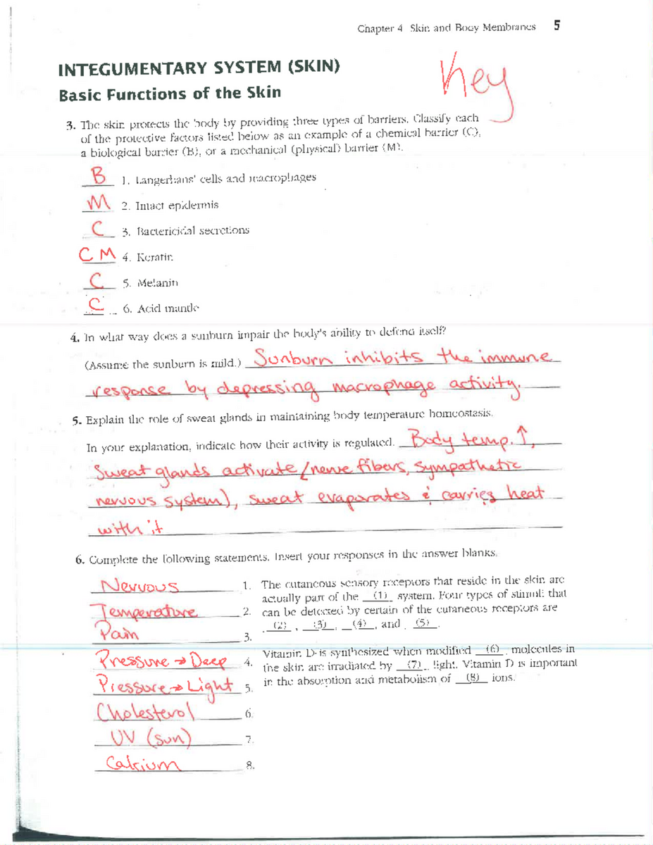 Integumentary System Skin Review Packet Key Chapter 4 Insights Studocu