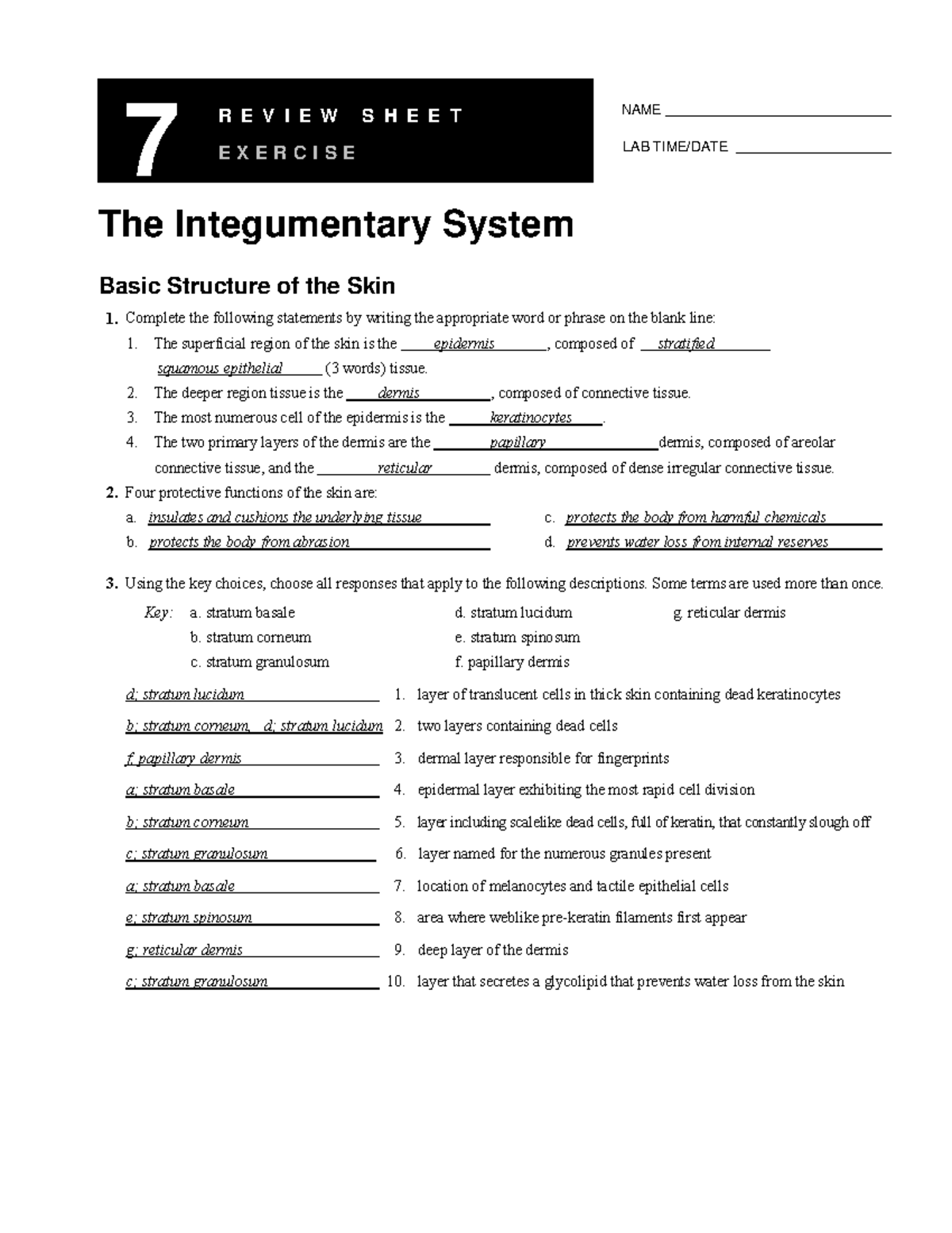 Lab Exercise 7 Integumentary System Review Sheet Studocu Division Drills Worksheets
