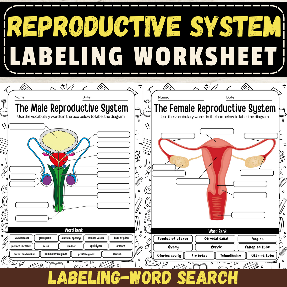 Male Reproductive System Anatomy Worksheets Labeling Diagram Word Search Coloring KS3 KS4 Biology Teaching Resources