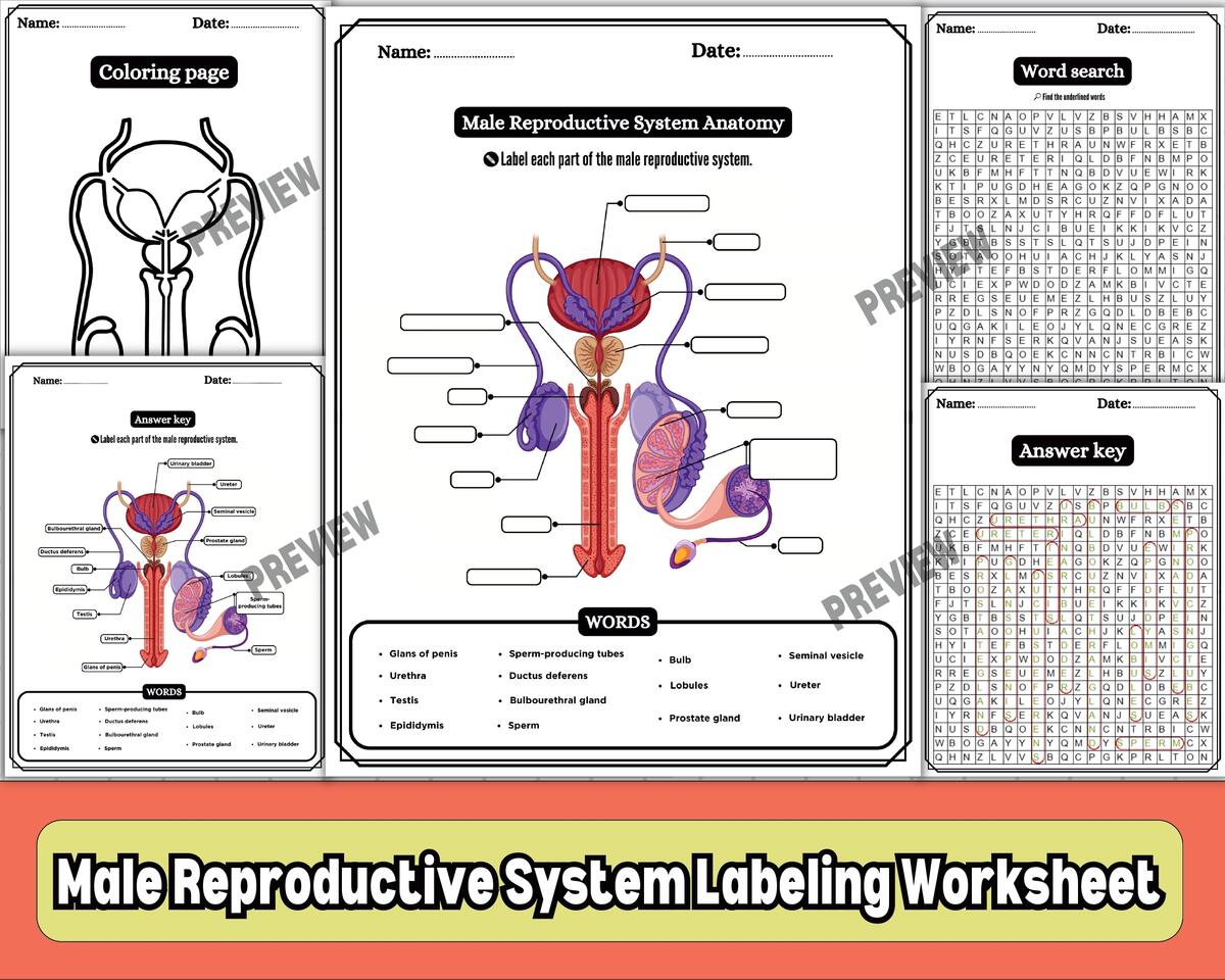 Male Reproductive System Anatomy Worksheets Labeling Diagram Word Search Coloring KS3 KS4 Biology Teaching Resources