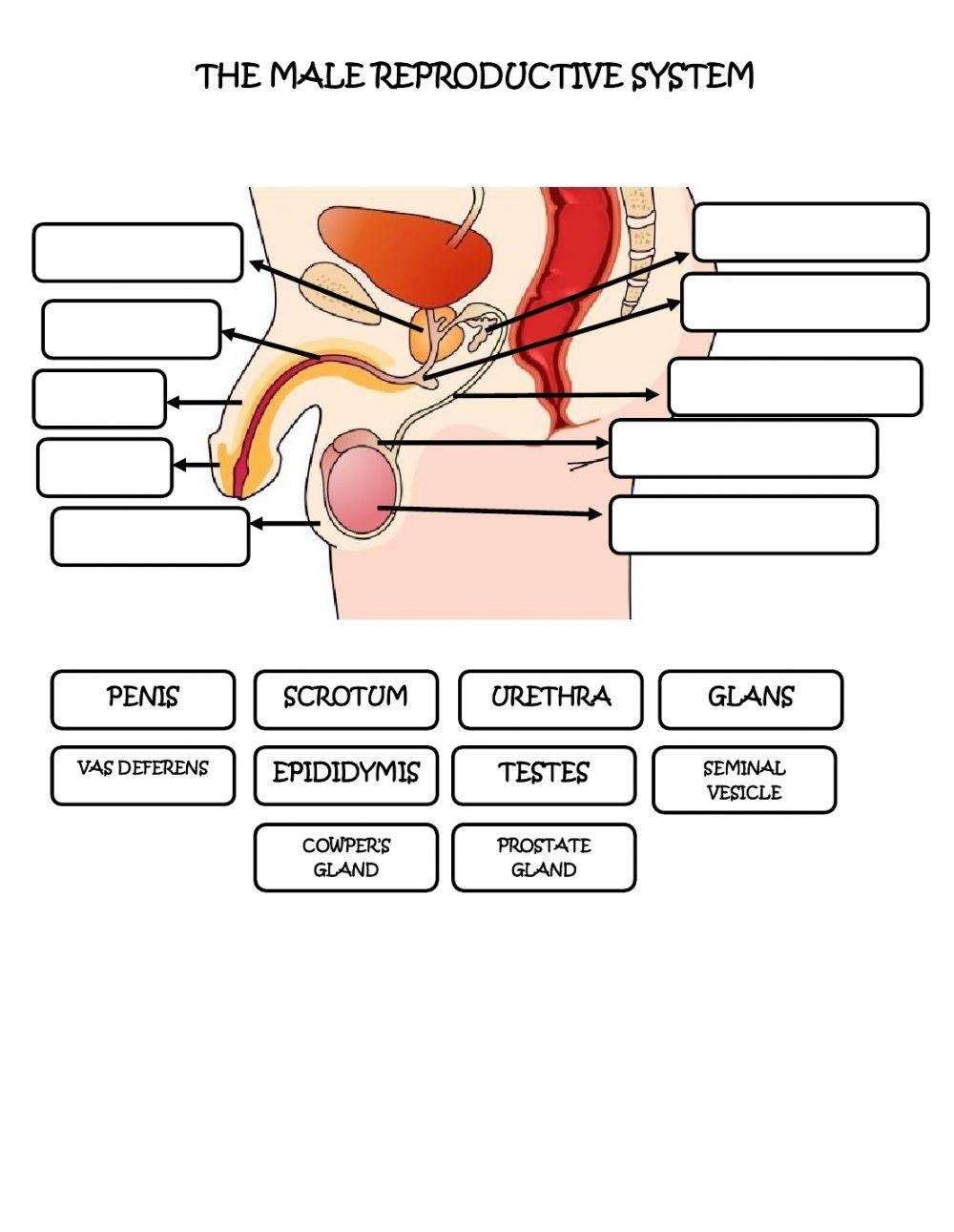 Male Reproductive System Interactive Activity Worksheets Library