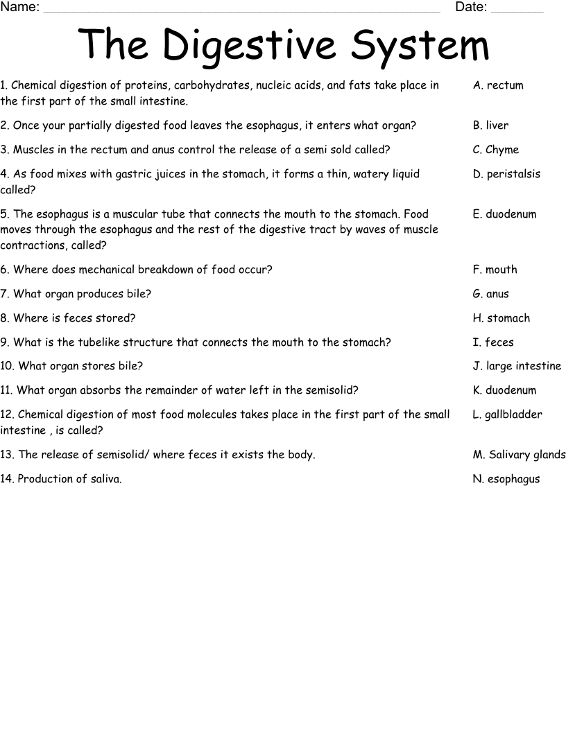 The Digestive System Worksheet WordMint