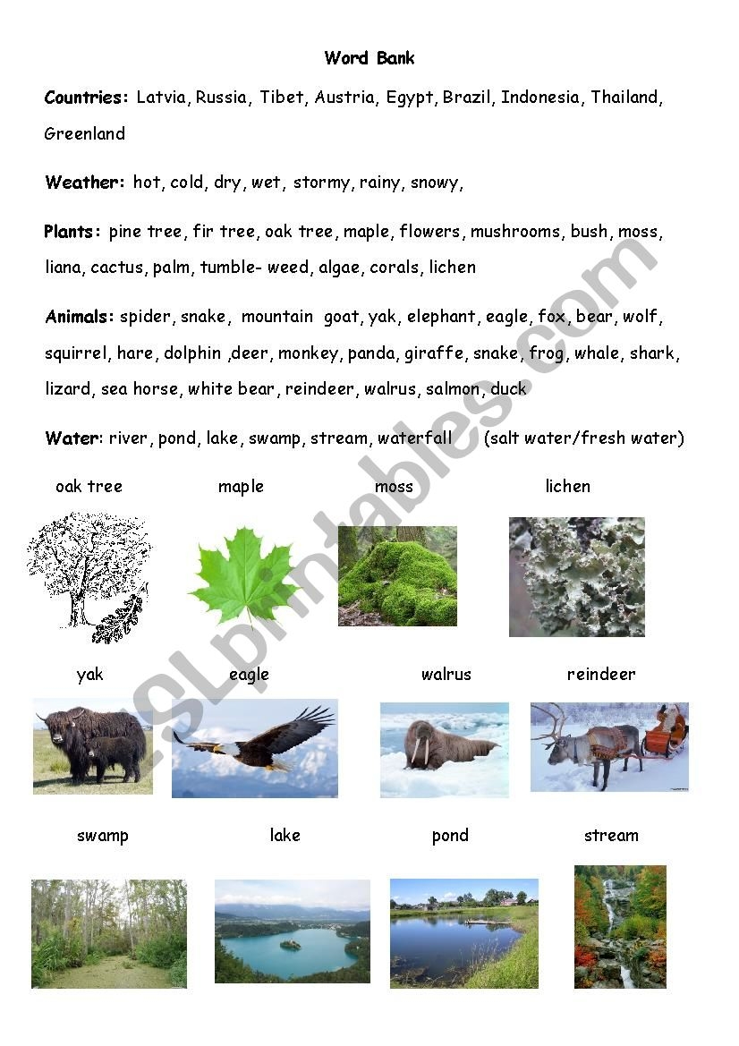 Word Bank For Science ESL Worksheet By TreeofLight
